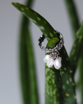 Charm Rings